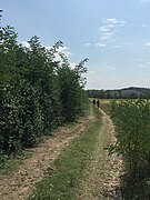 Tramo del camino entre Siena y Ponte d'Arbia.