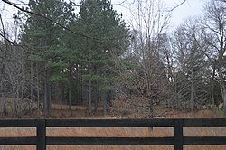 Сосновый узел забор и лес.jpg