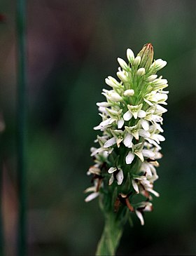 Piperia elegans