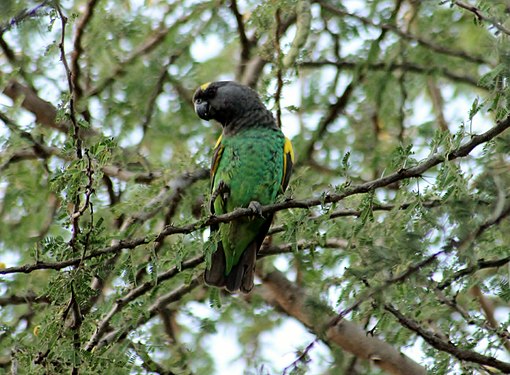 P. m. saturatus en Serengeti, Tanzanio