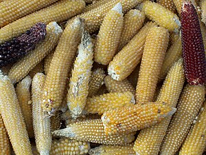 Popcorn cobs of several colors. These cobs gre...