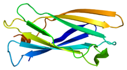 Protein AP1G1 PDB 1gyu.png