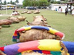 Cochons et nattes alignés devant le palais royal d'Uvea à Matā'Utu lors d'un katoaga à Wallis en 2008.