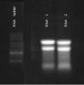 RNA Ladder