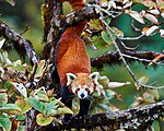 Ein in einem Baum stehender und in die Kamera blickender Westlicher Kleiner Panda. Er hat leuchtend rotbraunes Fell und ebensolche Augen. Die spitzen Ohren, Partien im Gesicht sowie die Schnurrhaare sind weiß.