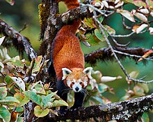 Ein in einem Baum stehender und in die Kamera blickender Westlicher Kleiner Panda