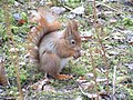 Red squirrel feeding