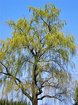 Salix babylonica3.jpg