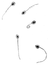 Salmon spermatozoa illustration.png