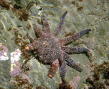 Sunflower star regenerating several arms Sea star regenerating legs.jpg