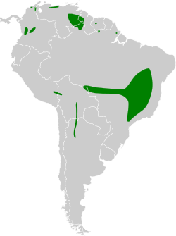 Distribución geográfica del chirigüe citrino.
