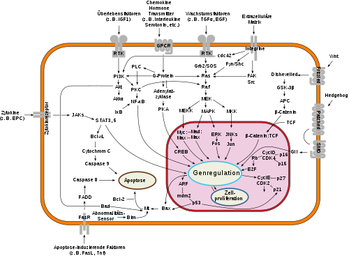 Overview of signal transduction pathways involved in apoptosis.