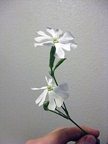 Silene capensis (цветение) .jpg