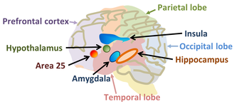 Some areas of the human brain implicated in mental disorders that might be related to free will. Area 25 refers to Brodmann's area 25, related to major depression. Some brain areas.png