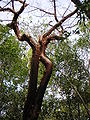 Bursera linanoe