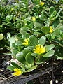 Portulaca oleracea