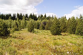 Stengelhaide, Hochmoor bei Kühnhaide