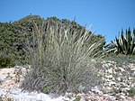 Stipa tenacissima