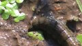 File:Stratiomys larvae.ogv