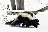 Striped skunk, Mephitis mephitis, has conspicuous warning coloration with reversed countershading, alerting predators to its powerfully defensive stink.