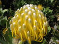 Leucospermum in Südafrika (November 2008)