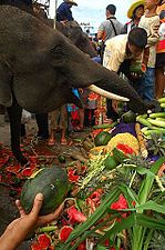 Elephant breakfast (usually held on the Friday morning) Surin elephant breakfast.jpg