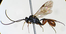 Syntactus delusor