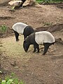 Tapirus indicus