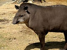 Brazila tapiro