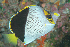 Description de l'image Tinker's Butterflyfish.jpg.