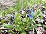 Det finns olika blommor i naturreservatet, till exempel förgätmigej.