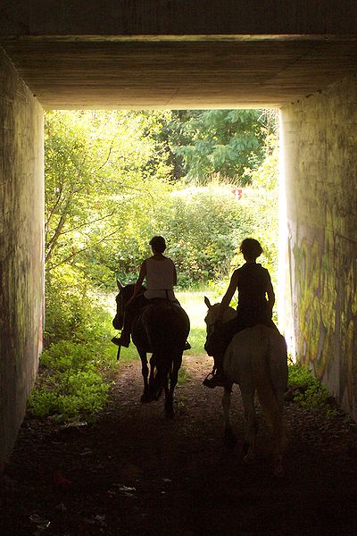 Chestertown Horseback Riding