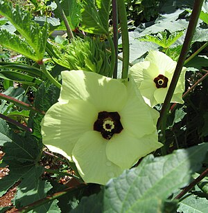 Okra plants (Abelmoschus esculentus) focusing ...