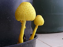 Leucocoprinus birnbaumii