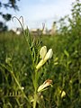 Vicia lutea.