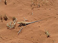 Lézard au Wadi Rum en mars 2016.