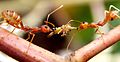 Vevarmaur samarbeider om å bera eit lite insekt.