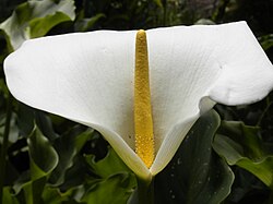 250px-White_and_yellow_flower.JPG (250×188)