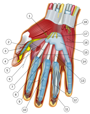 Bahagian dalam tapak tangan