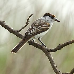 Jovem Xenopsaris albinucha em Santa Fé, Argentina