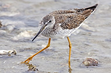 Greater Yellowlegs