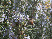 Rosmarinus officinalis