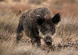 Wild boar