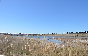 Seichtes Wasser und Schilfgras in der Soljonaja-Bucht