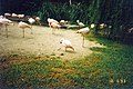 Flamingos im Zoo in Santa Barbara, Kalifornien, 1993 Using 34° 25′ 8,8″ N, 119° 39′ 52,7″ W34.419106515095-119.66465234756