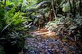 Yea River along Yea Link Road track near Little Red Toolangi Treehouse