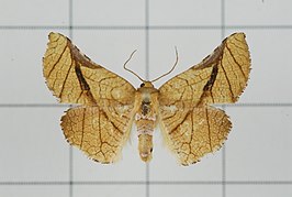 Pyrinioides aurea