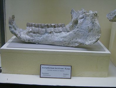 Maixella d'Aceratherium incisivum