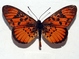 Rubraea petraea