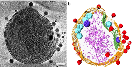 Adsorption of cyanophages onto a marine Prochlorococcus
(a) Slice (~20 nm) through a reconstructed tomogram of P-SSP7 phage incubated with MED4, imaged at ~86 min post-infection. FC and EC show full-DNA capsid phage and empty capsid phage, respectively.
(b) same image visualised by highlighting the cell wall in orange, the plasma membrane in light yellow, the thylakoid membrane in green, carboxysomes in cyan, the polyphosphate body in blue, adsorbed phages on the sides or top of the cell in red, and cytoplasmic granules (probably mostly ribosomes) in light purple.
scale bar: 200 nm Adsorption of a cyanophage onto a marine prochlorococcus.webp